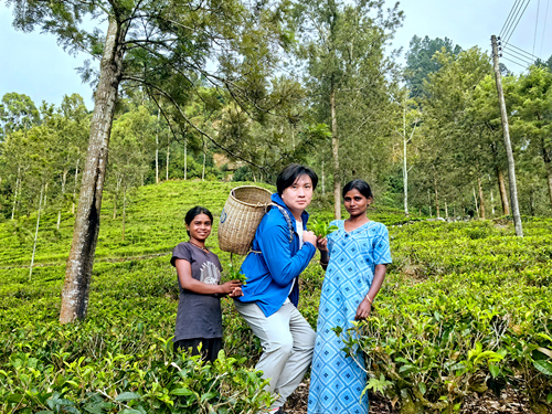 斯里蘭卡 - 努沃勒埃利耶 Nuwara Eliya 茶園